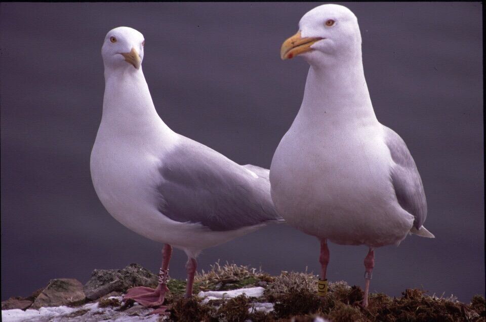 Glaucous gulls. Photo: Jan Ove Bustnes.