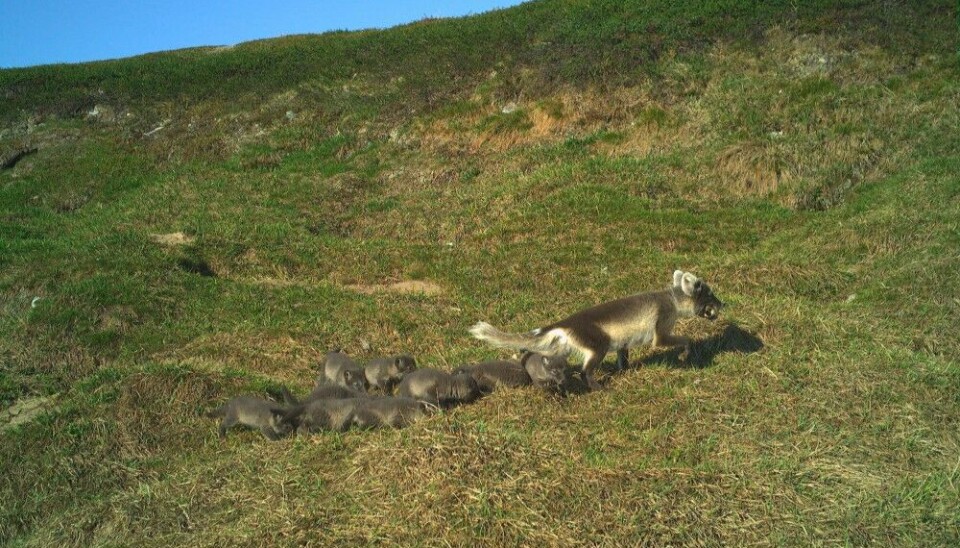 An adult arctic fox and her eight pups captured by a wildlife camera at a breeding den on Varanger Peninsula 28 June 2022. In her mouth, the adult fox holds a lemming, which is the key prey of arctic foxes in most places of the Arctic.