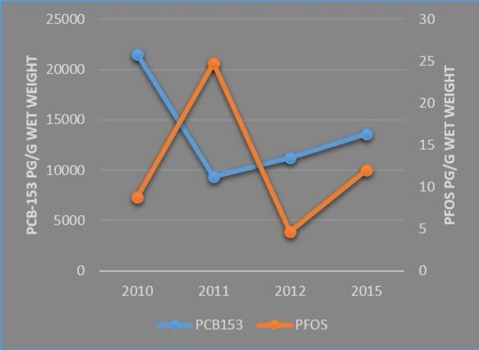 The glaucous gull is confined to the High Arctic but is nonetheless the north Atlantic seabird in which the most serious effects of environmental contaminants have been shown, especially at Bjørnøya. Although the environmental levels of compounds such as PCB have declined in recent years, levels still vary greatly from year to year, as shown in this figure for PCB and the fluoride-based PFOS.