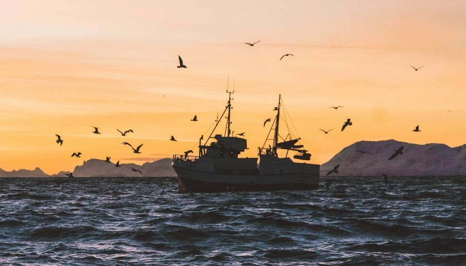 Can the fish in the ocean handle marine heatwaves?