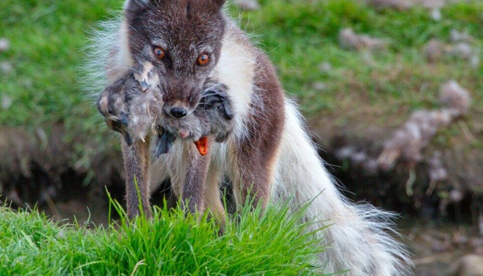 Photo of fox with bird in mouth: Photo: Bjørn Frantzen.