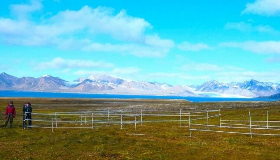 Herbivore exclosures with experimental designs and replicates that differentially exclude the effect of goose and reindeer grazing on moss tundra and heath communities. Photos: Jesper Mosbacher / Norwegian Polar Institute
