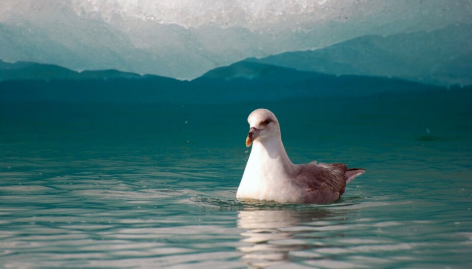 A fulmar resting in Kongsfjorden. Photo: Geir Wing Gabrielsen / Norwegian Polar Institute