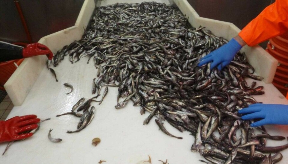 The researchers have analysed fish from scientific trawl surveys carried out between 1993 and 2019 in the Atlantic and Pacific Oceans. The study includes 82,000 different trawls and 1,769 different fish species. Photo: André Frainer / UiT The Arctic University of Norway.
