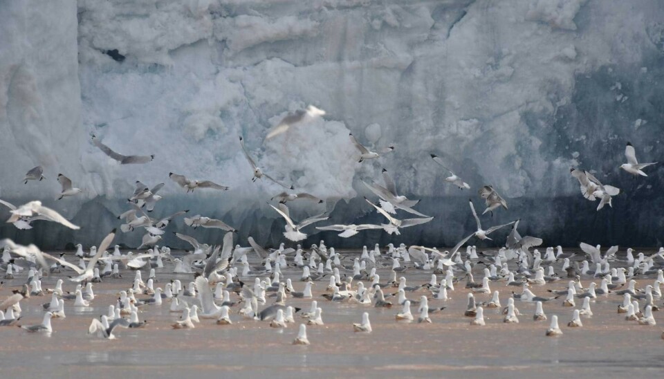 Black-legged kittiwakes feeding at Kronebreen glacier front.