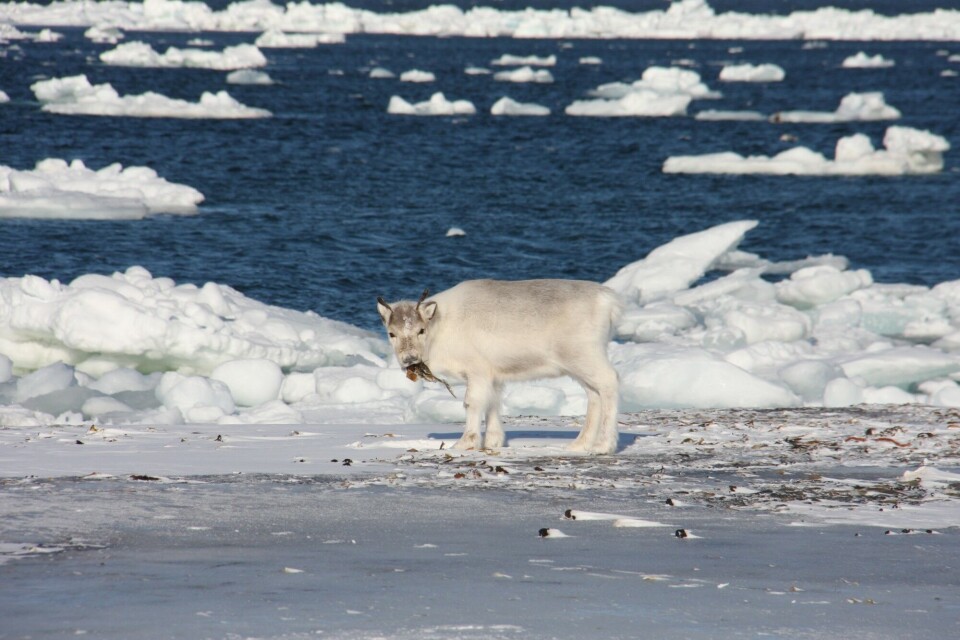 Sea or summit: wild reindeer foraging in changing high-Arctic winters