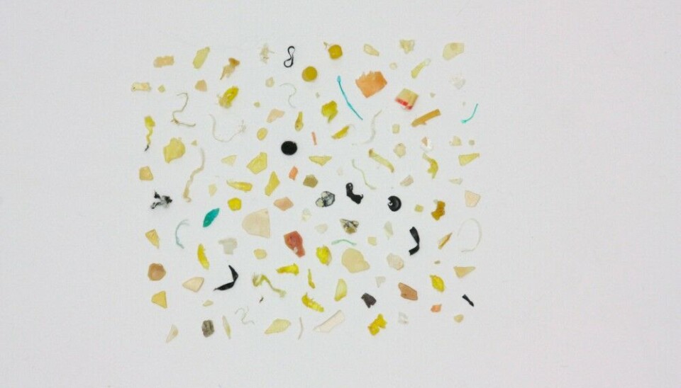 Plastic found in one fulmar fledgling in Svalbard. Photo: France Collard / Norwegian Polar Institute