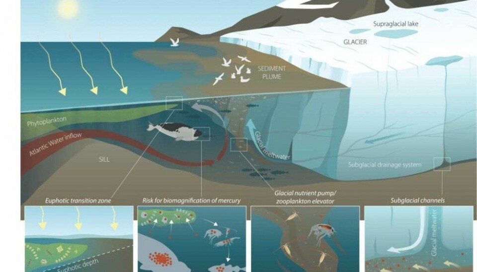 Physical forcing of biological processes in a tidewater glacier-influenced fjord during summer. Glacier meltwater collects in the subglacial drainage system and drains into the fjord at the glacier grounding line. The glacial meltwater carries into the inner fjord high concentrations of sediments, visible as a sediment plume, and glacier-derived nutrients (small white dots) and heavy metals such as mercury (red dots). Additionally, the rising glacial meltwater plume entrains large volumes of fjord water, bringing nutrient-rich deep water and zooplankton to the surface. This glacial pump can be a feeding hotspot for seabirds, polar cod, and seals but at the same time carries the risk of biomagnification of mercury in the marine food web. Phytoplankton growth is light-limited near the glacier front due to high turbidity in the sediment plume but nutrient fertilisation by the glacier pump maintains elevated production further downstream.