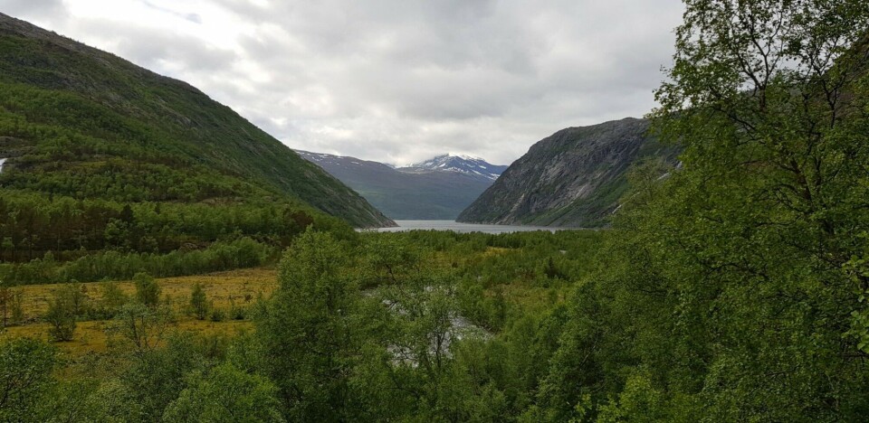 The reasons for global greening vary – intensive use of land for farming, large-scale planting of trees, and a warmer and wetter northern hemisphere. On Norwegian mainland the treeline slowly moves upwards. This photo is taken in Rombaksbotn, county of Nordland, 68°27 N. Photo: Helge M. Markusson/The Fram Centre.