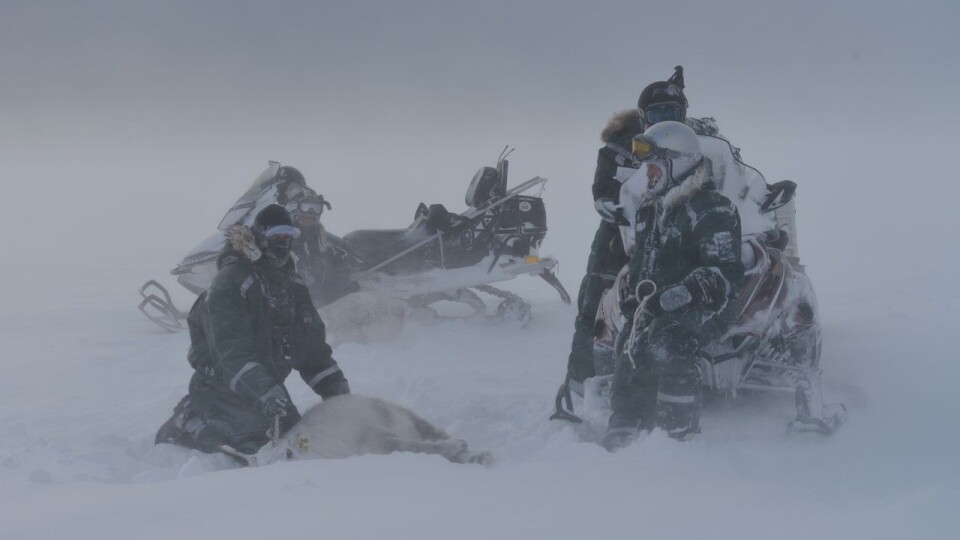Capture-mark-recapture studies are important for understanding reindeer responses to climate change. Currently, COAT encompasses such studies in both Nordenskiöld Land and along the west coast of Svalbard. Photo: Erik Ropstad