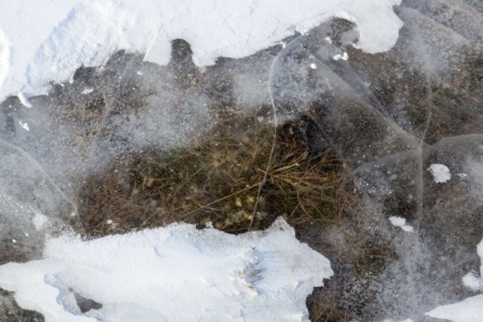 Small arctic plants encapsulated in ground ice. Photo: Odd Arne Olderbakk.