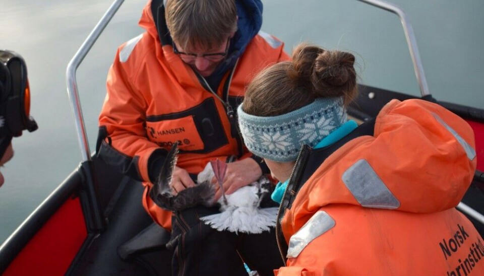 France Collard and Geir Wing Gabrielsen sampling blood from a fulmar fledgling. Photo: Felix Tulatz / Norwegian Polar Institute