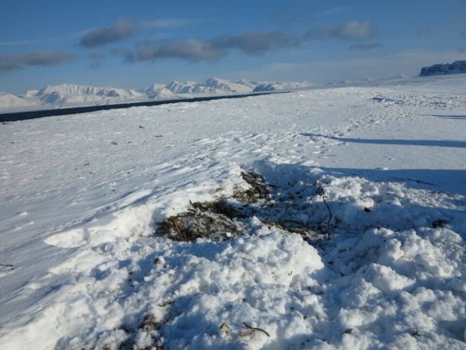 Feeding craters on the beach. Photo: Åshild Ønvik Pedersen.