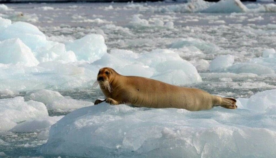 A bearded seal in the Arctic.