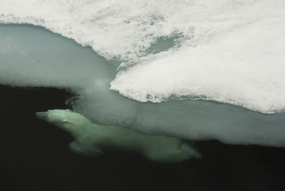 Polar bears are not at all afraid of water; they will sometimes dive when a helicopter approaches. This bear, an old male, was observed during the survey north of the ice edge in August 2015. Photo: Jon Aars / Norwegian Polar Institute