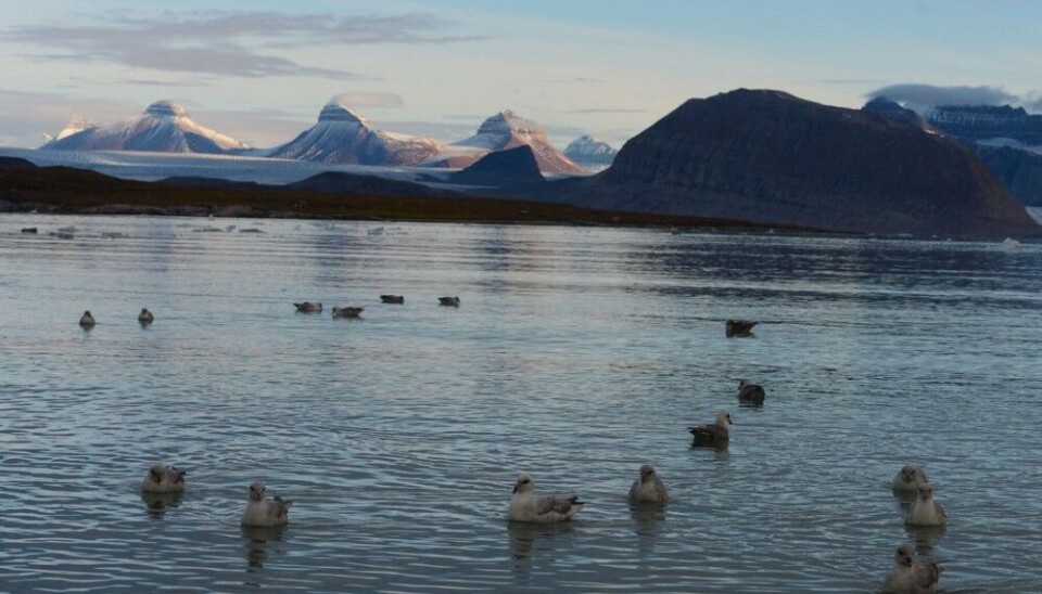 A group of fulmars resting in Kongsfjorden, with Tre Kroner in the background. Photo: Geir Wing Gabrielsen / Norwegian Polar Institute