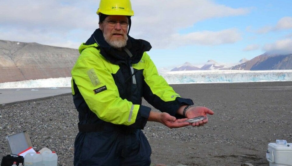 Polar cod caught in front of Kronebreen glacier, Kongsfjorden, by helicopter-towed plankton net. Photo: