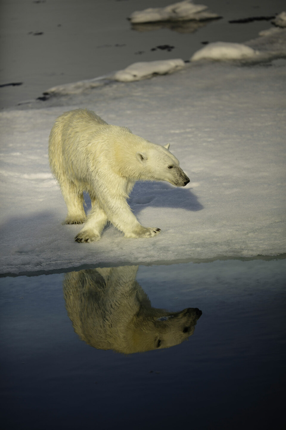 A polar bear visiting the research vessel Lance during a cruise north of the ice edge in August 2015. Polar bears are curious and are often drawn to ships in the otherwise featureless landscape. Photo: Jon Aars / Norwegian Polar Institute.