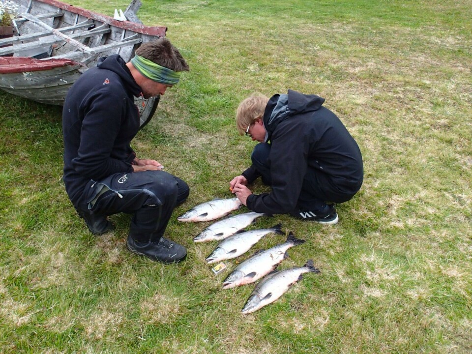Pink salmon: problem or resource?