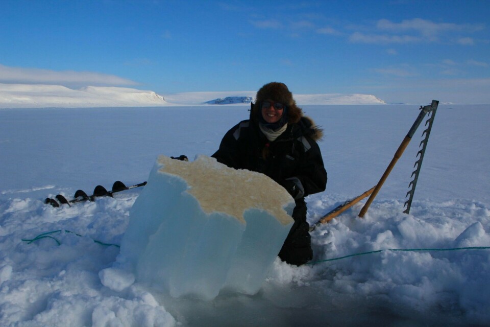 Sea ice is home to tiny organisms, seen here as a brown layer of millions of microscopic ice algae at the bottom of a chunk of ice pulled from the water. Since 2018, sea ice physicists and biologists in the “Mapping Sea Ice” project have been working together to study this poorly known sea ice habitat which may be essential not only for the tiny organisms at the base of the Arctic food web but also for ringed seals and polar bears. Photo: Malin Daase/UiT The Arctic University of Norway