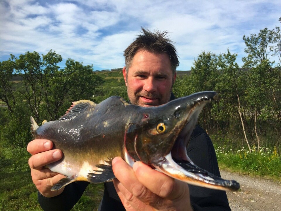 Rune Muladal shows a pinc salmon. Photo: Rune Muladal