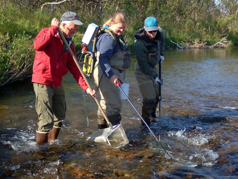 Field studies along Vesterelva river in Finnmark. Left to right: Mark Wipfli (University of Alaska Fairbanks), Jenny Jensen (Akvaplan-niva), and Erik Schoen (University of Alaska Fairbanks). Photo: Kathy Dunlop