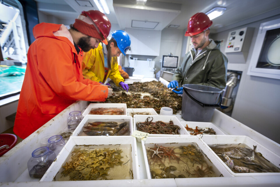 In this pre-pandemic photo, early career and senior scientists in the Nansen Legacy benthos team cluster around the bench in a lab onboard the RV Kronprins Haakon to sort benthic communities. The investigation planned for the spring of 2020 to study seasonal shifts from the polar night to the following spring was postponed one year. Photo: Christian Morel, christianmorel.net / Nansen Legacy