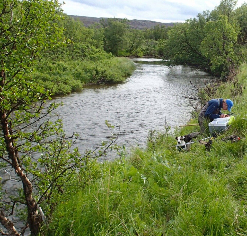 Field studies along Vesterelva river in Finnmark. Photo: Kathy Dunlop