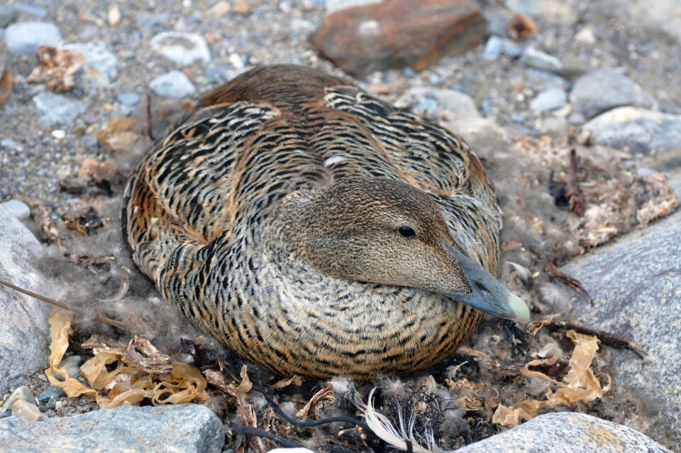 Eider ducks (in photo), black-legged kittiwakes and glaucous gulls have been studied in Kongsfjorden for many years, and time-series of contaminants in these species will be central in COPE to increase our understanding of contaminant–climate change interactions on Arctic top predators. Photo: Geir Wing Gabrielsen