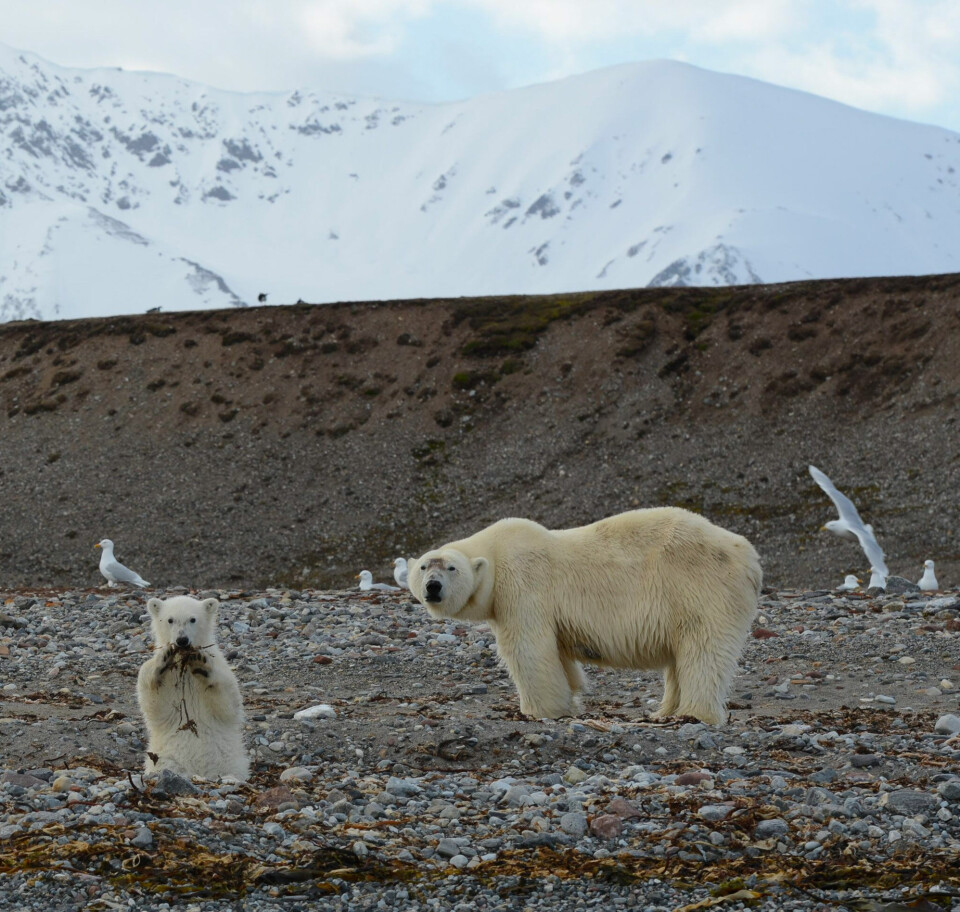 Polar bears and glaucous gulls in Kongsfjorden, Svalbard. These Arctic top predators are subject to both high concentrations of contaminants and ongoing climate changes, with yet unknown consequences. Photo: Geir Wing Gabrielsen.