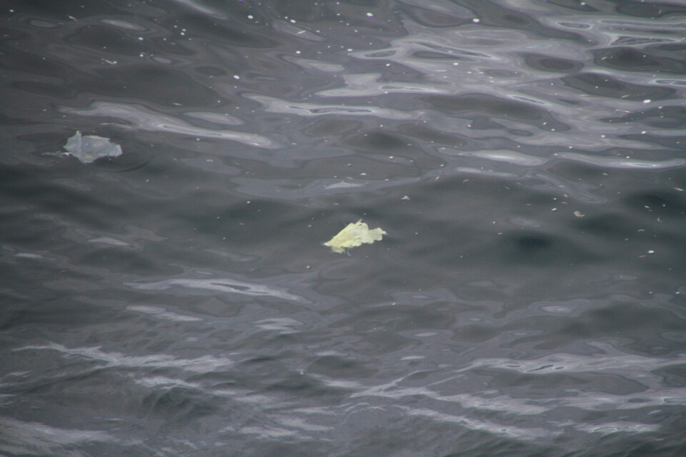 During previous TUNU expeditions, researchers found floating plastic debris northeast of Greenland. Photo: Peter Rask Møller / Natural History Museum of Denmark.