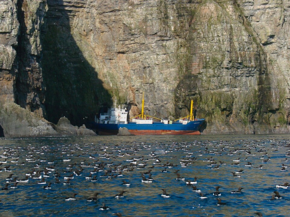 One of the North Atlantic’s largest breeding populations of Brünnich’s and common guillemots faced an acute threat when the freighter Petrozavodsk ran aground at the southern end of Bjørnøya. Photo: Harald Steen / Norwegian Polar Institute