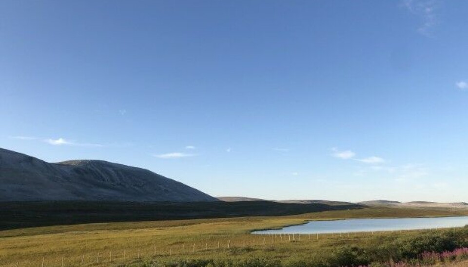Throughout the year, reindeer migrate between pastures, staying in different areas depending on the season. The migratory routes close to the mine were at risk of being compromised due to the company’s ambitious expansion plans. Photo: Hannah Thulé