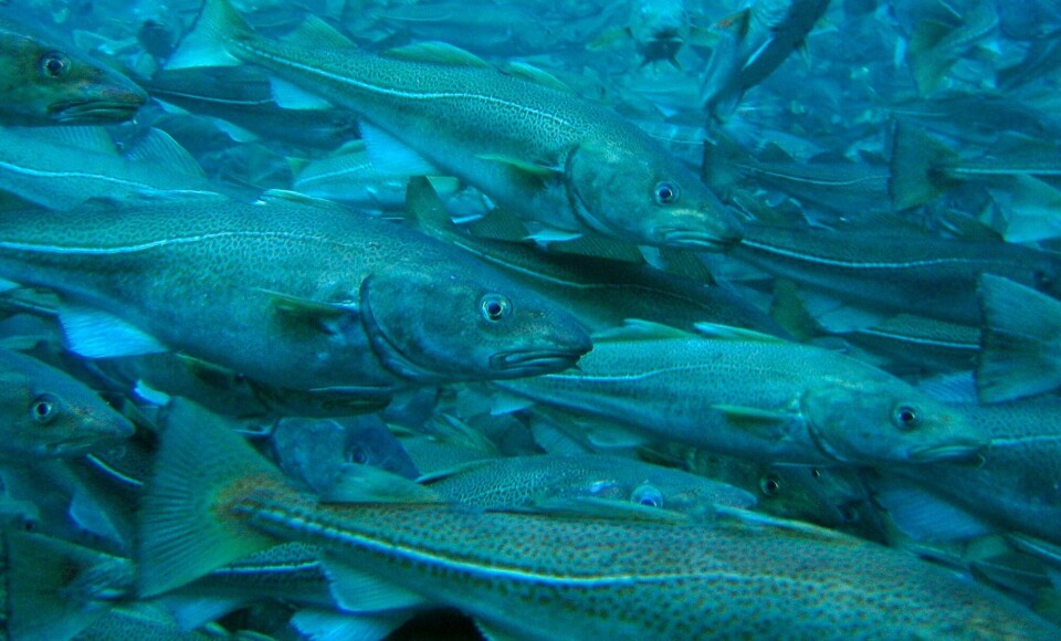 Assessing the consequences of oil spills on commercial fish