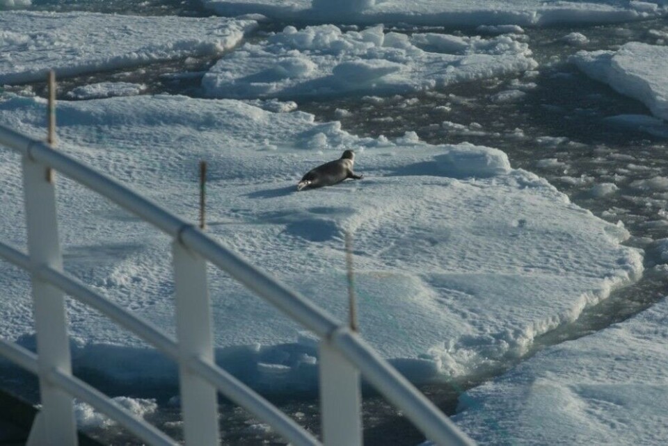 Climate change leads to dramatic upheavals in the Arctic Ocean. The physical environment is changing quickly with increased temperatures and reduced ice cover. This can have serious consequences for arctic species such as seals and other marine mammals. (Photo: Elvar H. Hallfredsson, Marine Research Institute).