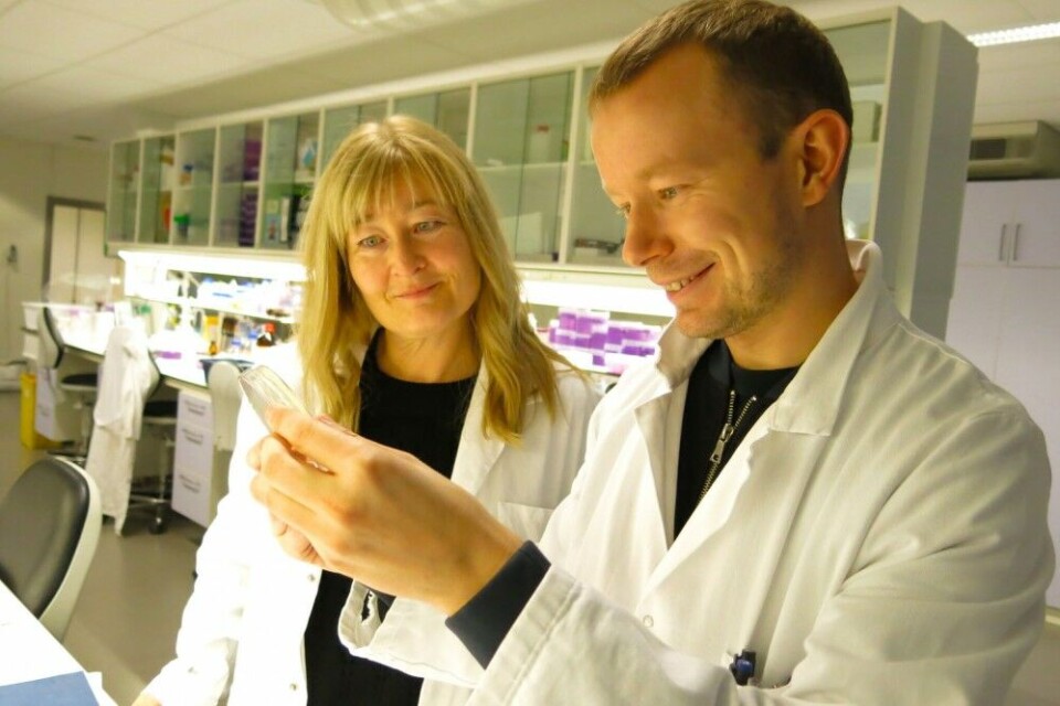 Hilde Hansen and research fellow Mikkel Christensen examine a Petri dishes in the lab. Bacteria are seeded onto Petri dishes and different growth conditions are tested. This is how the researchers search for bacterial strains that tolerate salt, thrive on the nutrients available from fish waste, and can be grown in the laboratory. Photo: Vibeke Os / UiT The Arctic University of Norway