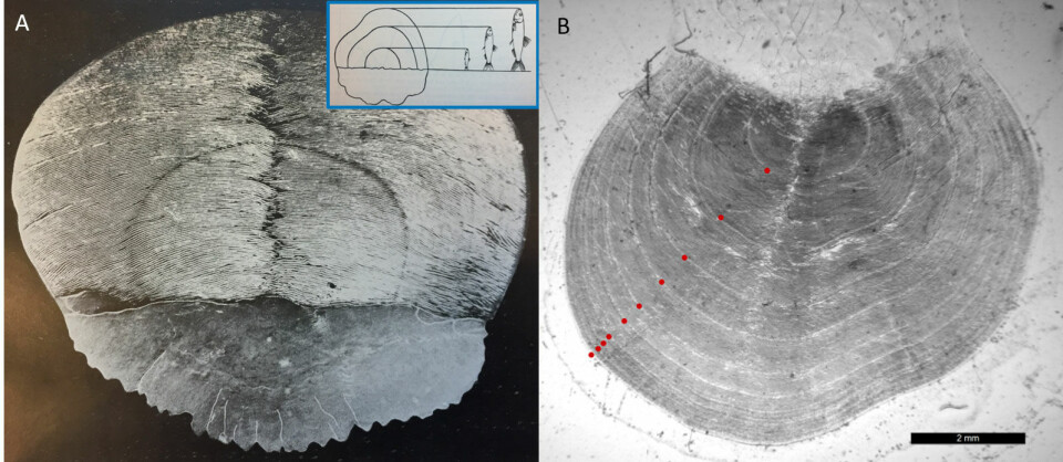 Historic and modern Atlantic herring scales. Panel A shows the assumed relationship between the distance between winter rings and fish growth. Photo: Einar Lea; inset drawing from Hjort 1914. Panel B shows age reading of a scale from a 10-year-old Norwegian spring-spawning herring. The dots mark the winter rings. Photo: Institute of Marine Research photo archive; annotation Jostein Røttingen and Jane Aanestad Godiksen / Institute of Marine Research, Bergen