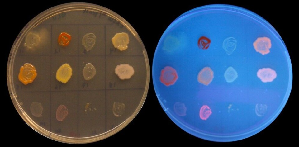 Approximately 300 bacteria have been screened for their plastic-producing capabilities. One of the methods used is to grow the bacteria in culture medium with dye added. Bacterial strains that glow pink under UV light (right plate) are probably plastic producers. Photo: UiT The Arctic University of Norway