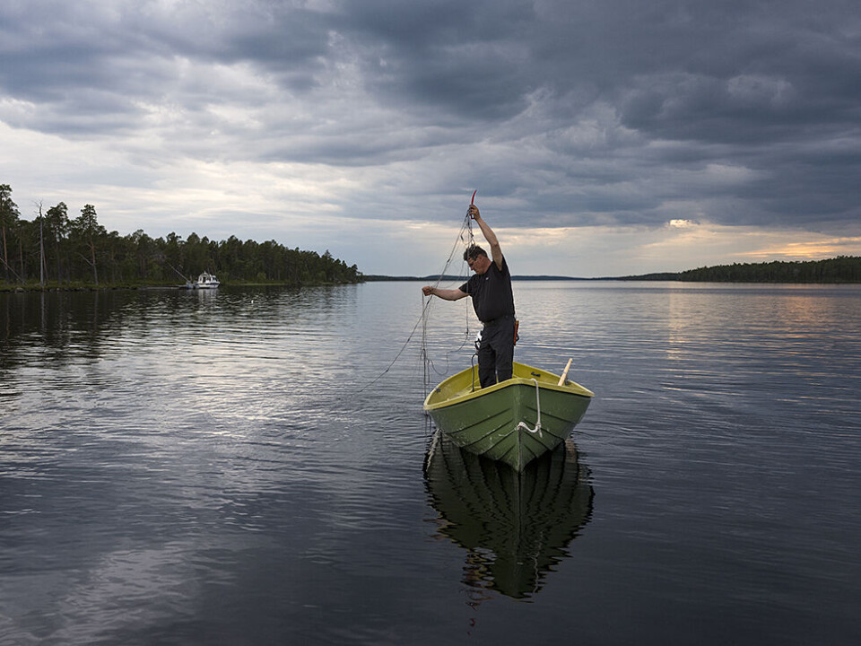 Aimo, Sami fisherman on Lake Inari, Finland, where the Pasvik River originates. Photo: Céline Clanet