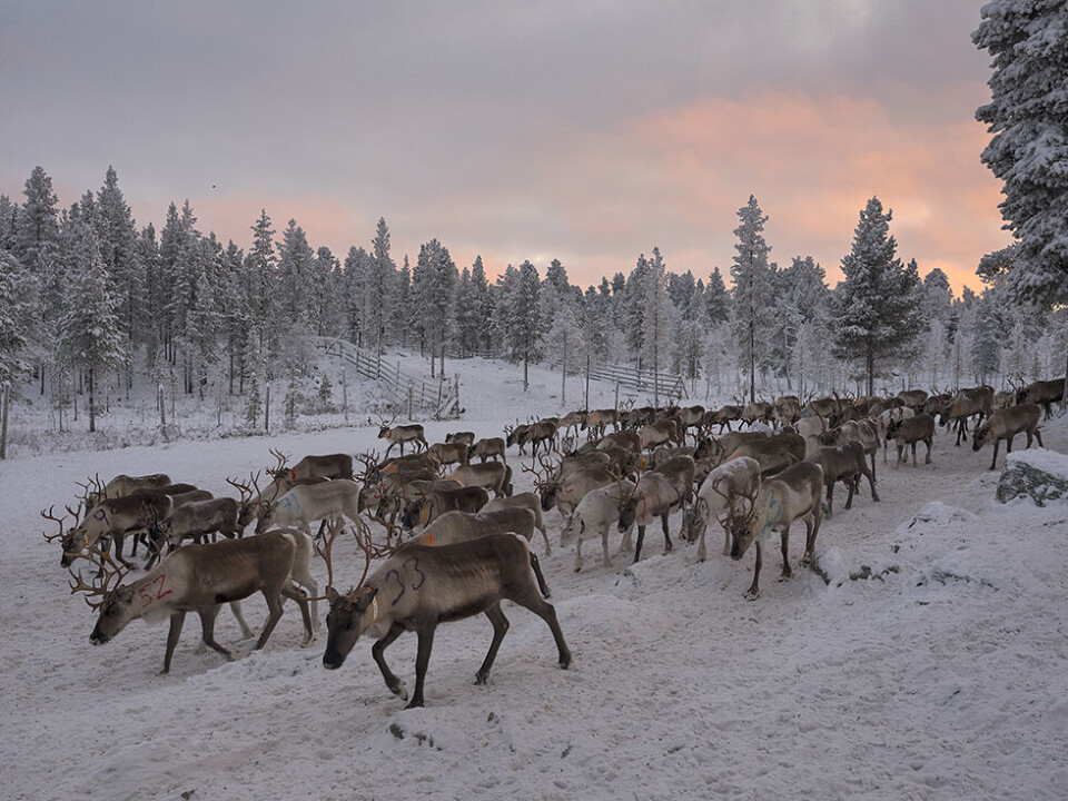 The reindeer herd of the Sami herder Egil Kalliainen, Norway. Photo: Céline Clanet