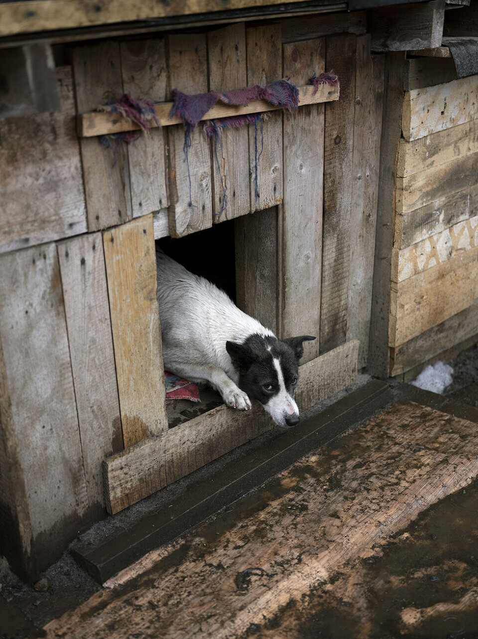 In the kennel of Larissa Vinogradova in Nikel, Russia, where stray dogs threatening to cross the Russian-Norwegian border are collected. Photo: Céline Clanet