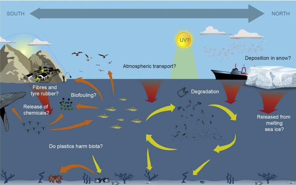 Examples of knowledge gaps regarding distribution, transport and impact of plastic litter in Arctic systems. Red arrows = plastic litter input, yellow arrows = transport pathways, orange arrows = food web transfer