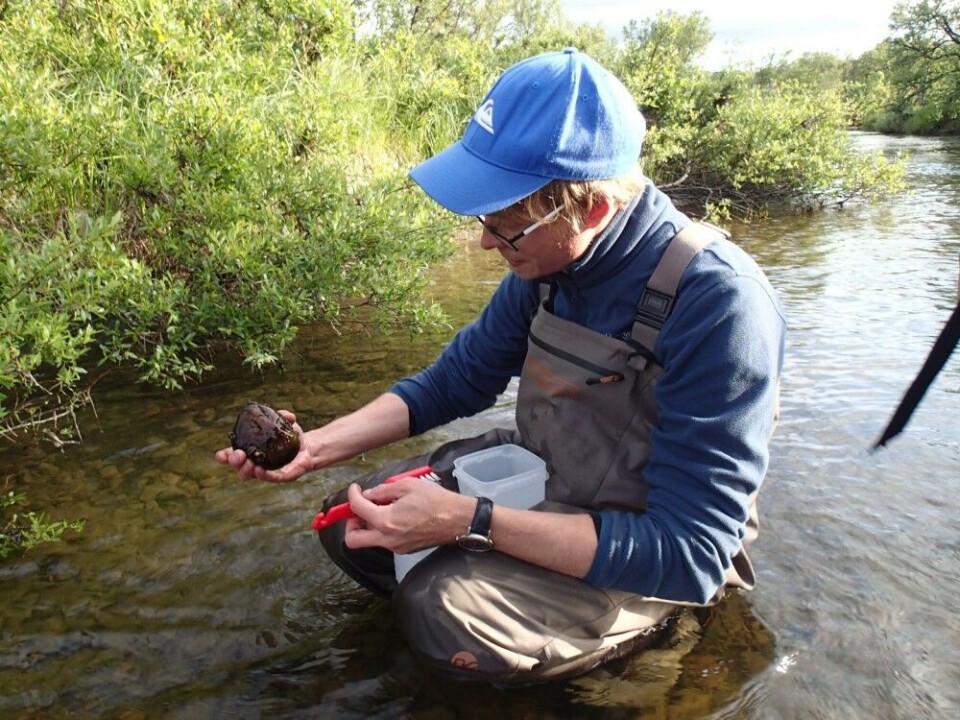 Antti Eloranta sampling aquatic vegetation before the pink salmon spawning period. Photo: Kathy Dunlop / Institute of Marine Research