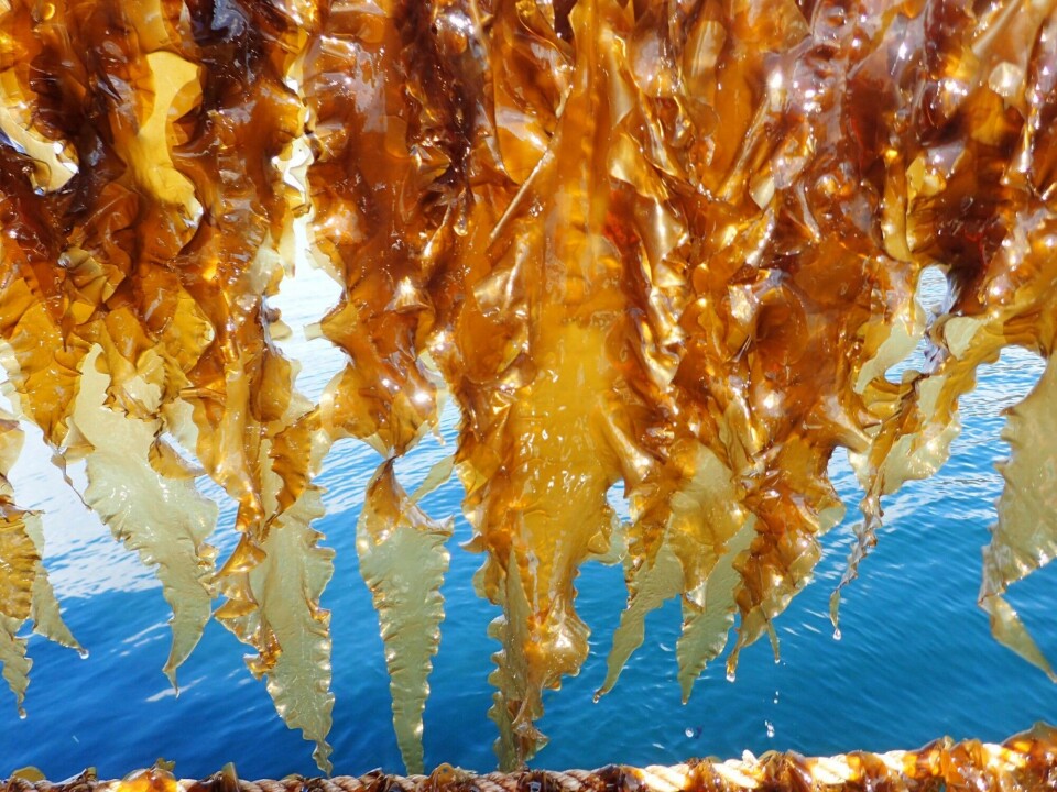The benefits of subarctic kelp cultivation