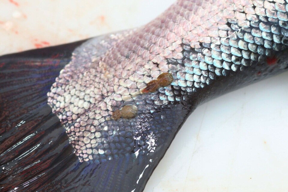 Do delousing agents used in aquaculture solve a problem or create one?
