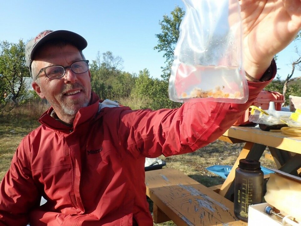 Mark Wipfli discovered pink salmon eggs in the stomach contents of an Atlantic salmon. Photo: Kathy Dunlop / Institute of Marine Research
