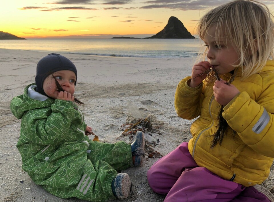 Kelp that has grown in clean water is perfectly safe. If you see children eating seaweed, let them! Photo: Sanna Matsson / Akvaplan-niva.