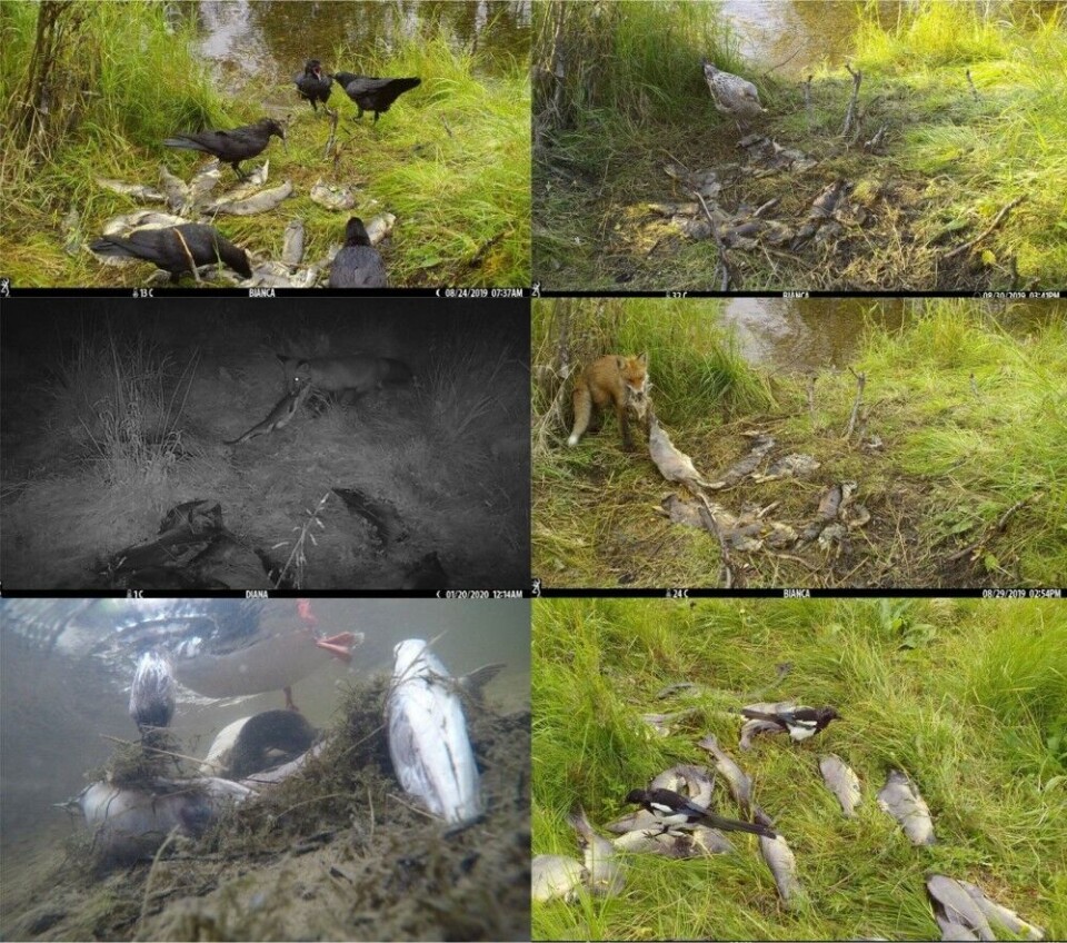 Terrestrial and aquatic scavengers captured by the camera trap while feeding on pink salmon carcasses. From Dunlop et al (2021) Biological Invasions, 23:973-979