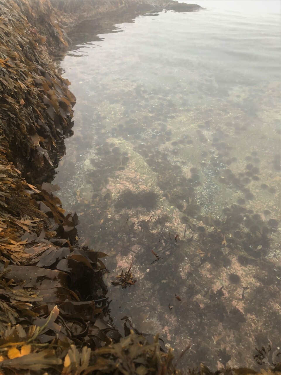 Grazing sea urchins have transformed rich kelp forests into barren wastes.
