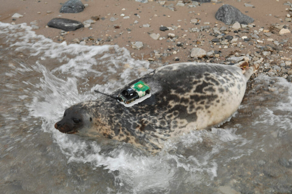The sensor is glued to seal’s fur and will fall of next time the animal moults. Photo: Kit Kovacs and Christian Lydersen/Norwegian Polar Institute.